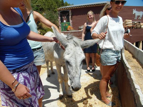 wir streicheln und streicheln, die Goldtaler kommen aber nicht