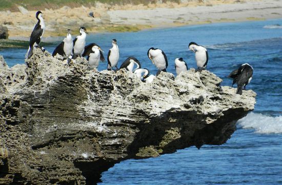 Die glücklichsten Lebewesen der Welt