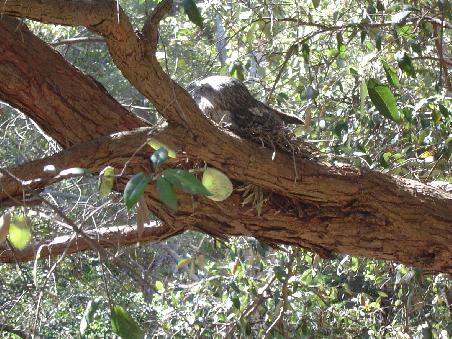 Das ist ein Aul - angeblich. Sieht aus wie ne Eule und bruetet seine Eier neben einem Fussgaengerweg. So was nen ich nen gechillten Vogel