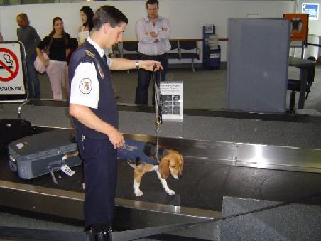 Beagles: supersüß und auf der Suche nach Lebensmitteln - die dürfen nämlich nicht eingeführt werden.