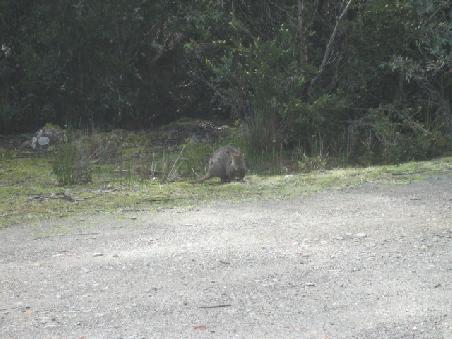 Ein Pademelon, dass sind kleine Känguruhs - so ziemlich das Größte, was wir springendes gesehen haben