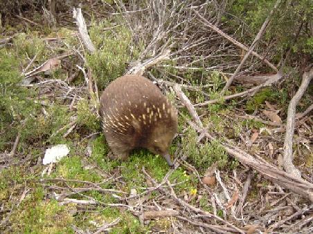 Ein Echidna - einfach nur knuffig...