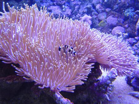Seeanemone - einfach nur unglaublich schoen anzusehen.