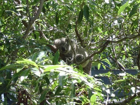Baby-Koala, sehr nice und gechillt - die Schlafen 20h und die restlichen 4h wird gefressen oder ***. Was für ein Leben!!!