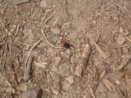 Hallo Wildnis. Bunte Spinne - ist bestimmt sehr giftig.