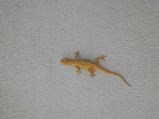 unser Zimmergenosse... der war aber noch klein...