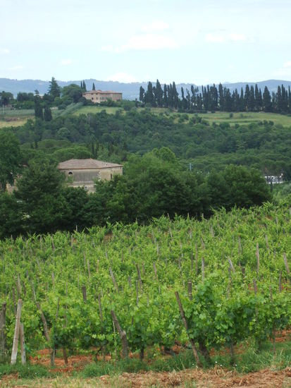 Zypressen, Rebstöcke und Weingüter