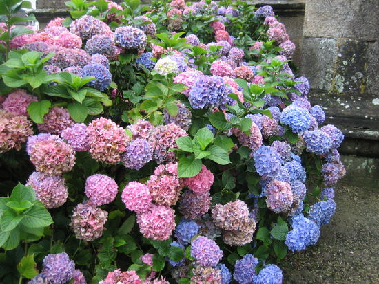Hortensien und Granitmauern