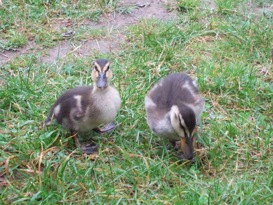 ... und Entenküken fühlen sich wohl bei diesem Wetter