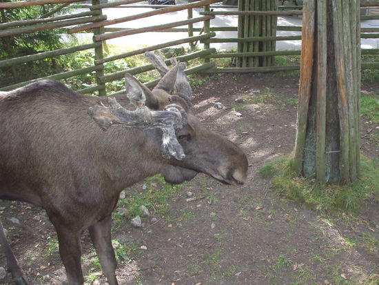 Skansen - Endlich ein Elch!