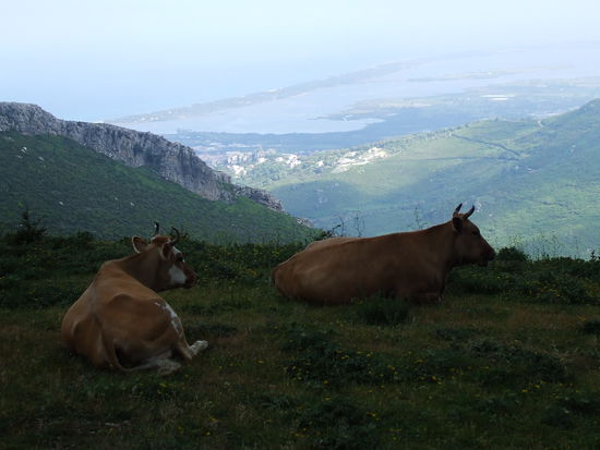 Kuhweide mit Aussicht am Col de Teghime