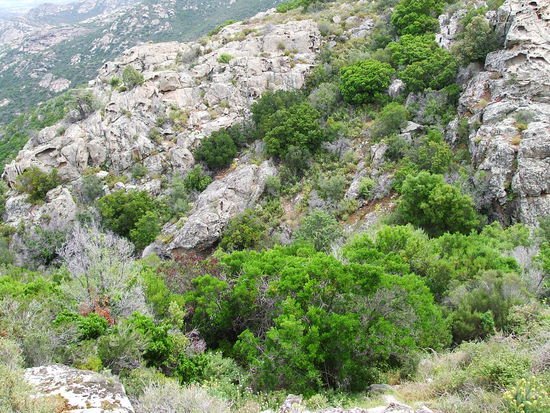 Die Steinwüste trägt grün