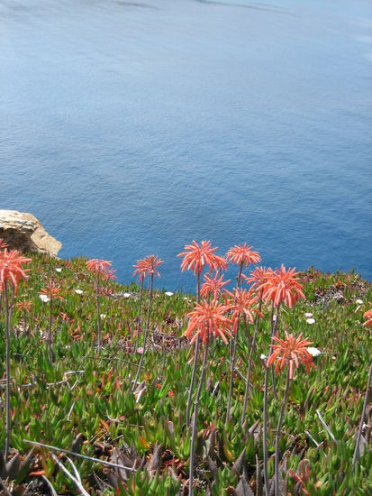 Korsika im Mai - ein Blütenmeer
