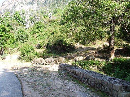 Vierbeinige Verkehrsteilnehmer