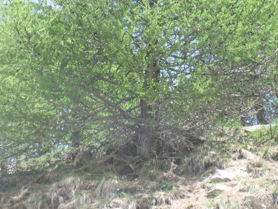 Suchbild: Wo ist das Murmeltier?