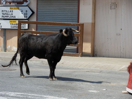 Stierhatz in Santacara