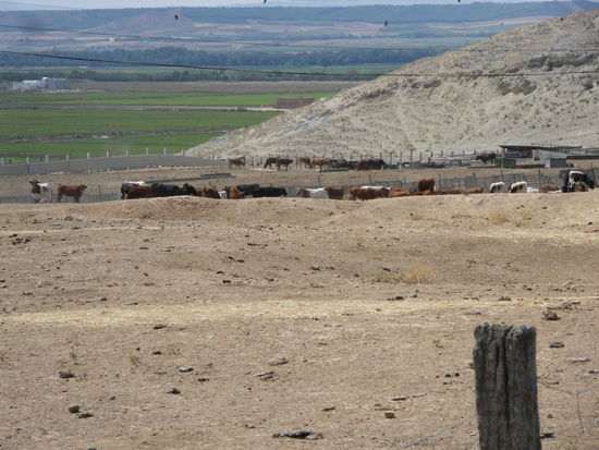 Stiere in der Wüste