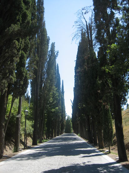 Die wunderschöne Zypressenallee führt...