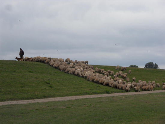 Deichschafe am Stover Strand