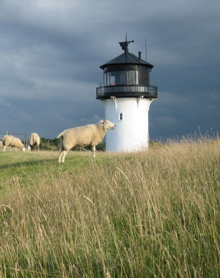... mit Deichschafen