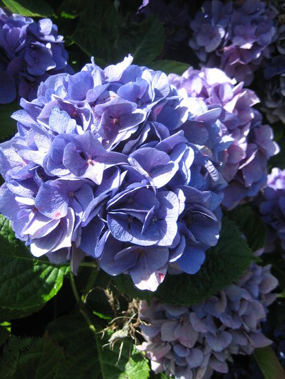 ... und Hortensien - immer wieder schön!
