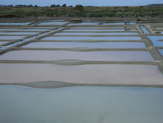 In den Salzgärten der Presqu'île de Guérande