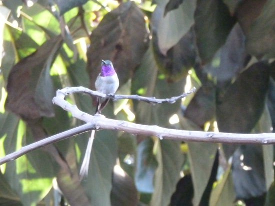 Das ist ein kleiner Kolibri