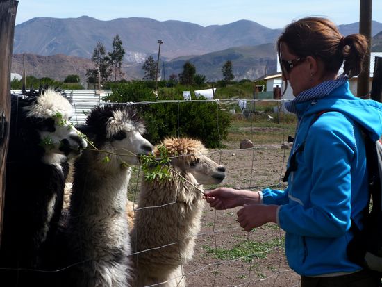 Die Haustiere von unserem Guesthaus