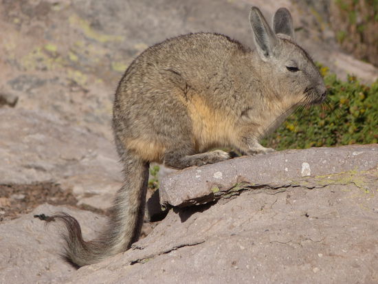 Das ist das Viscacha