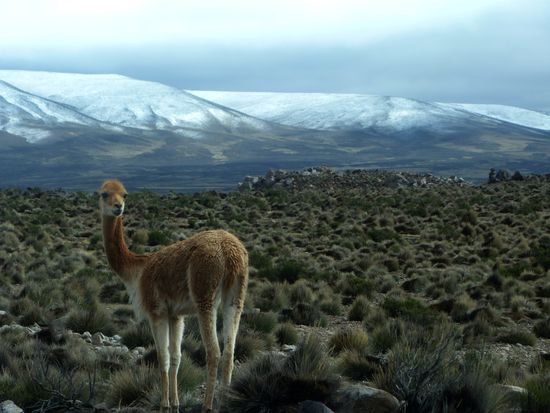 Das ist ein erstauntes Vicuña, "oh Touris!!"