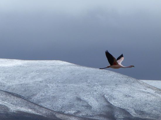 Flamengos hat es hier zu hauf