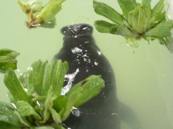 Sehen aus wie schwimmende Schweine