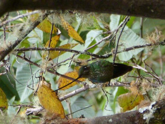 Einer der zahlreichen Kolibris