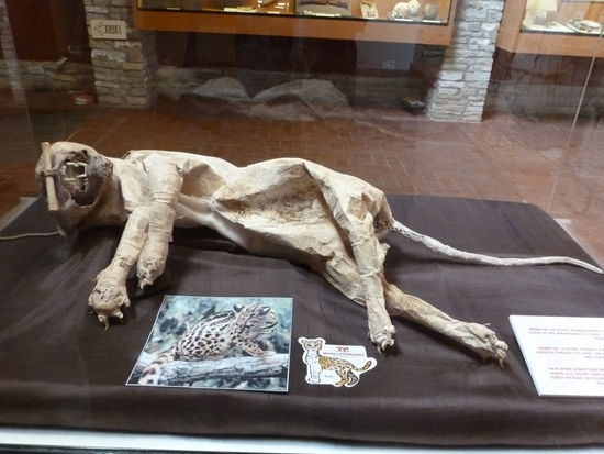 Eine mumifizierte Raubkatze die man als Grabbeigabe gefunden hat mit Nasenpircing