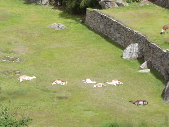 Die lamas gönnen sich auch ein Nickerchen