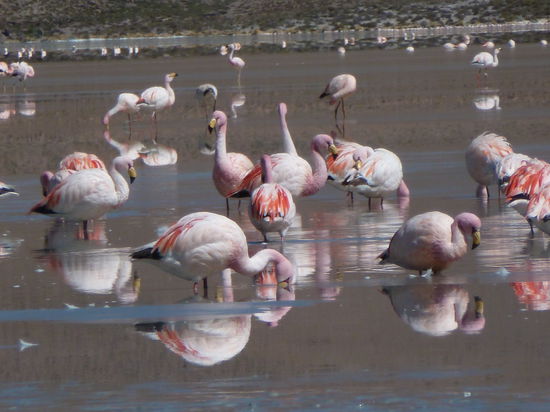 Das die keine kalten Füsse haben?!