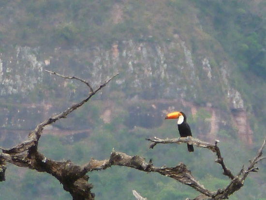Ein Tucan von weit weit weg
