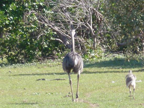 emus rennen hier rum wie die wilden
