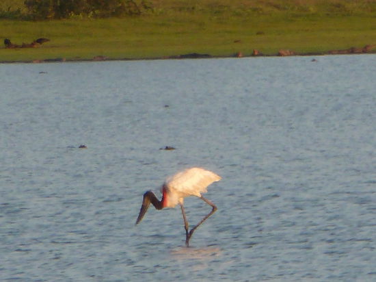 Der Jabiru das Symbol des pantanal