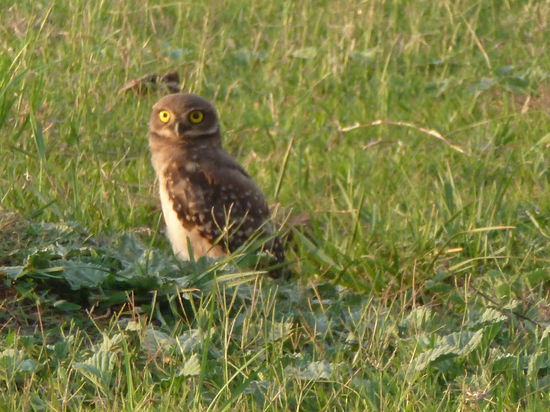 Eine Eule die in einem Erdloch wohnt