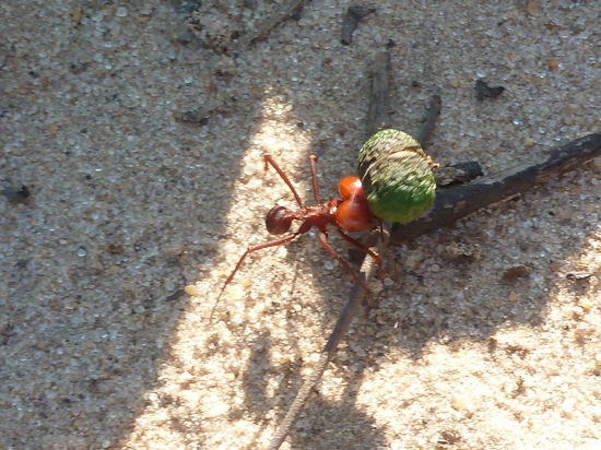 Wau ist die stark!!!