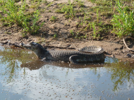 Von denen wimmelt es hier nur so
