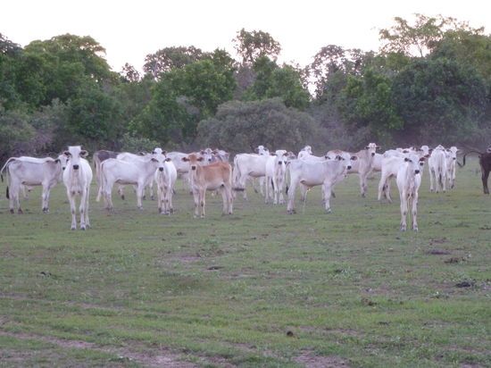 Kühe gibt es hier auch zu Hauf