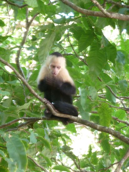 Vorsicht die kleinen Kapuzineraffen klauen einem alles