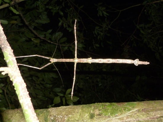 Das ist ein Steckeninsekt wurde mir erklärt, sehr skuril