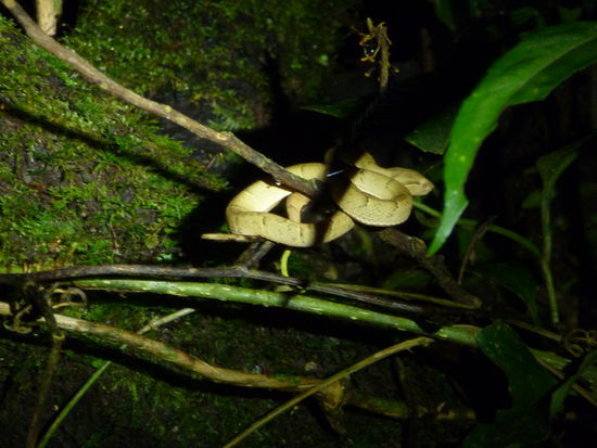 Eine kleine giftige Schlange