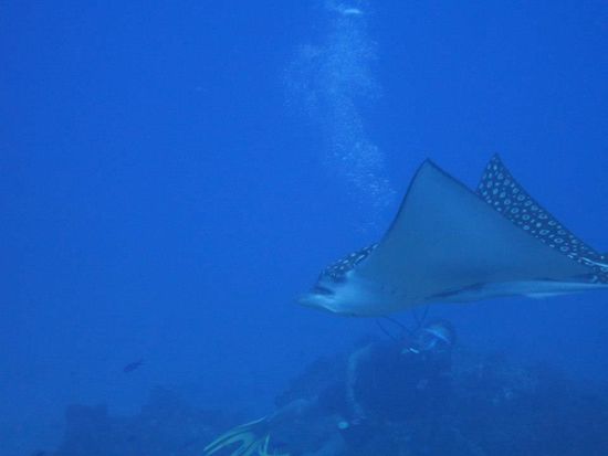 So nah ist der Mantarochen an mir vorbei geschwommen, es war soooo genial