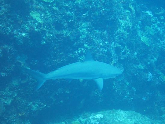 Riffhaie kamen auch immer wider vorbeigeschwommen