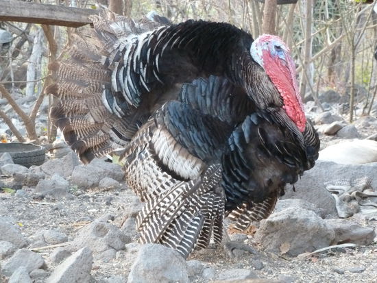 Solch hässliche Haustiere hat Henry