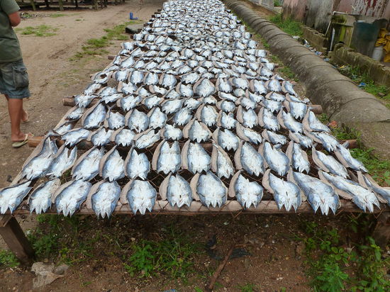 Hier werden die Fische getrocknet den Ostern steht schon bald vor der Tür